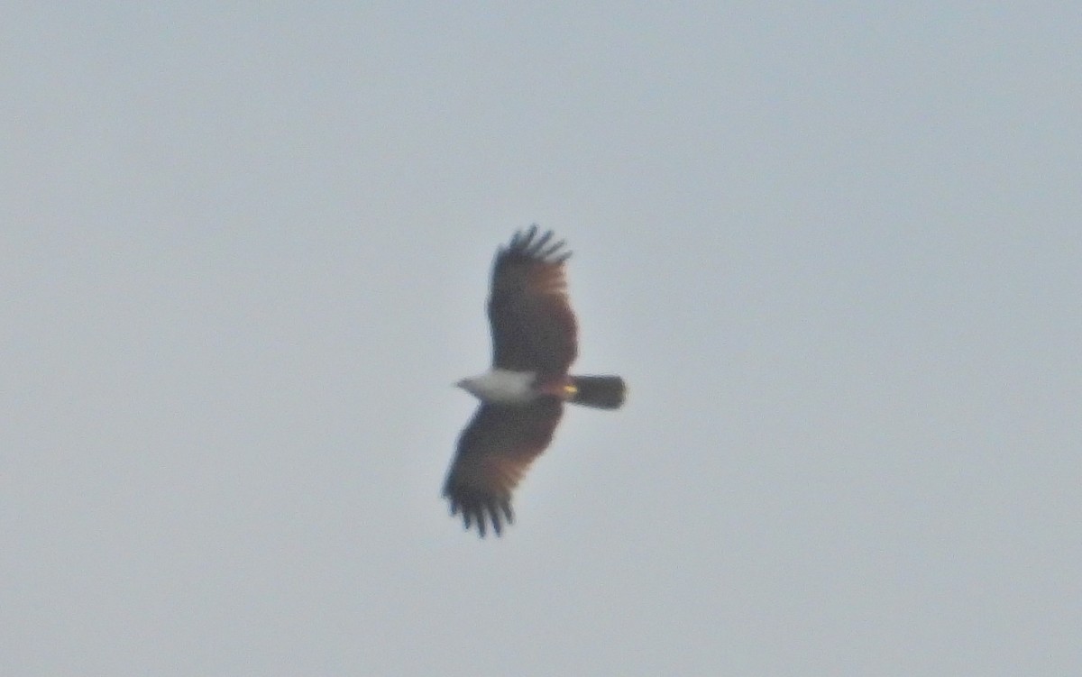 Brahminy Kite - ML398493991