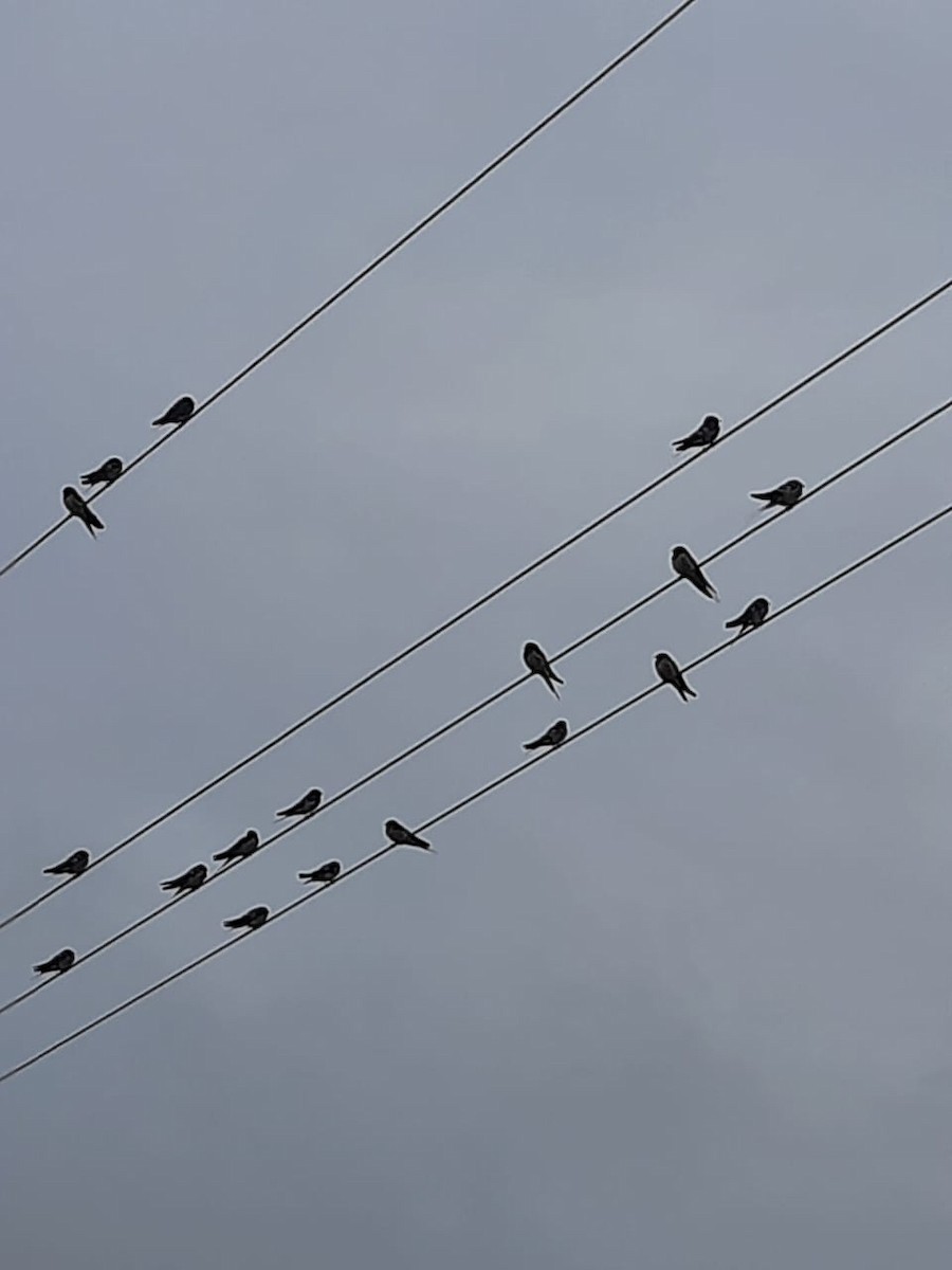 Barn Swallow - ML398494141