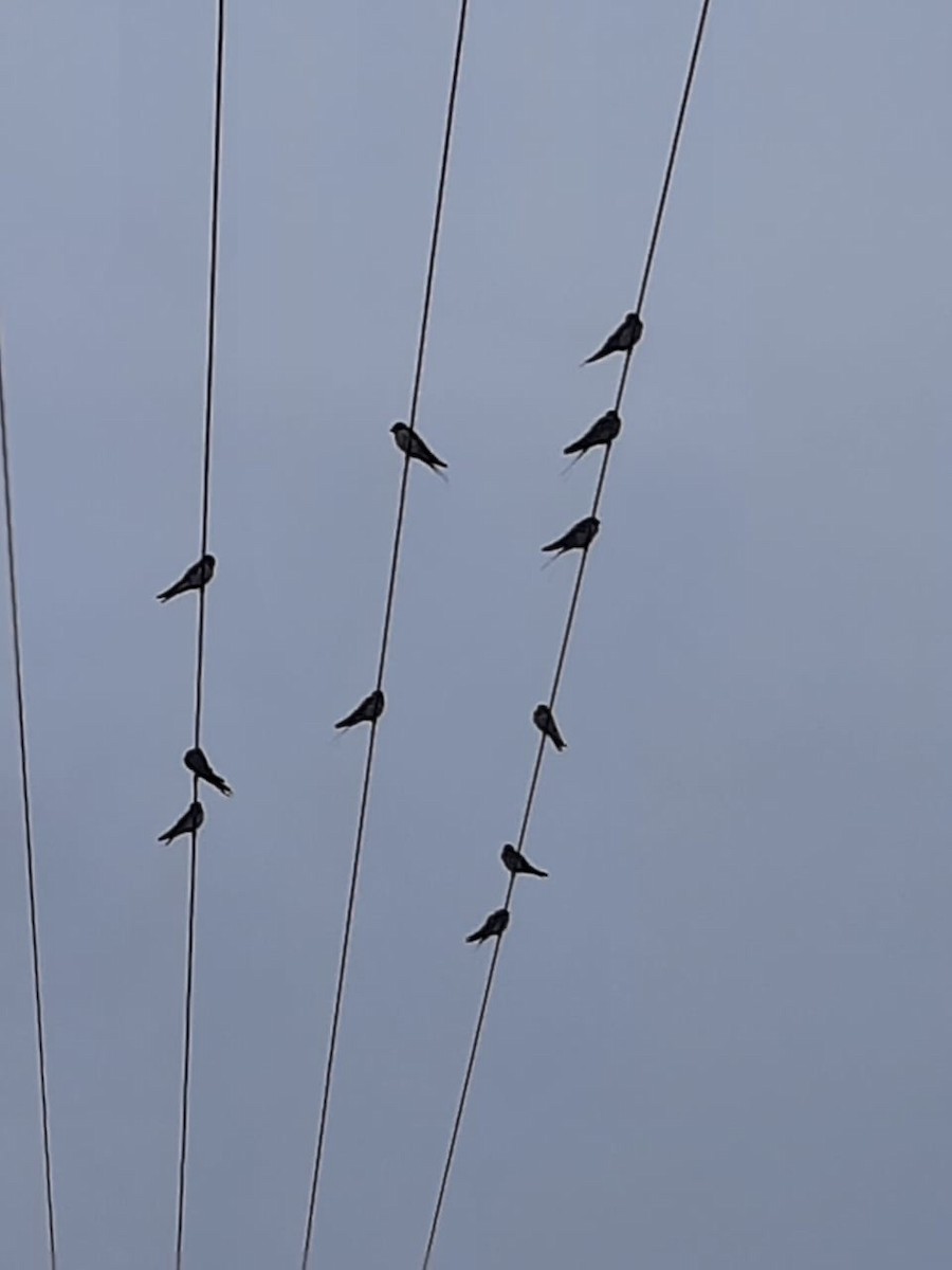 Barn Swallow - ML398494151