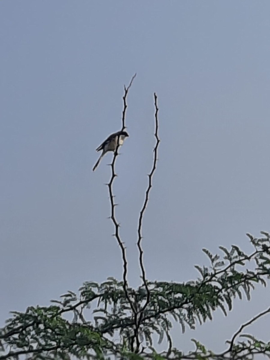 Long-tailed Shrike - ML398494301