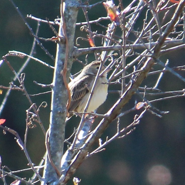 Dickcissel - ML39849431