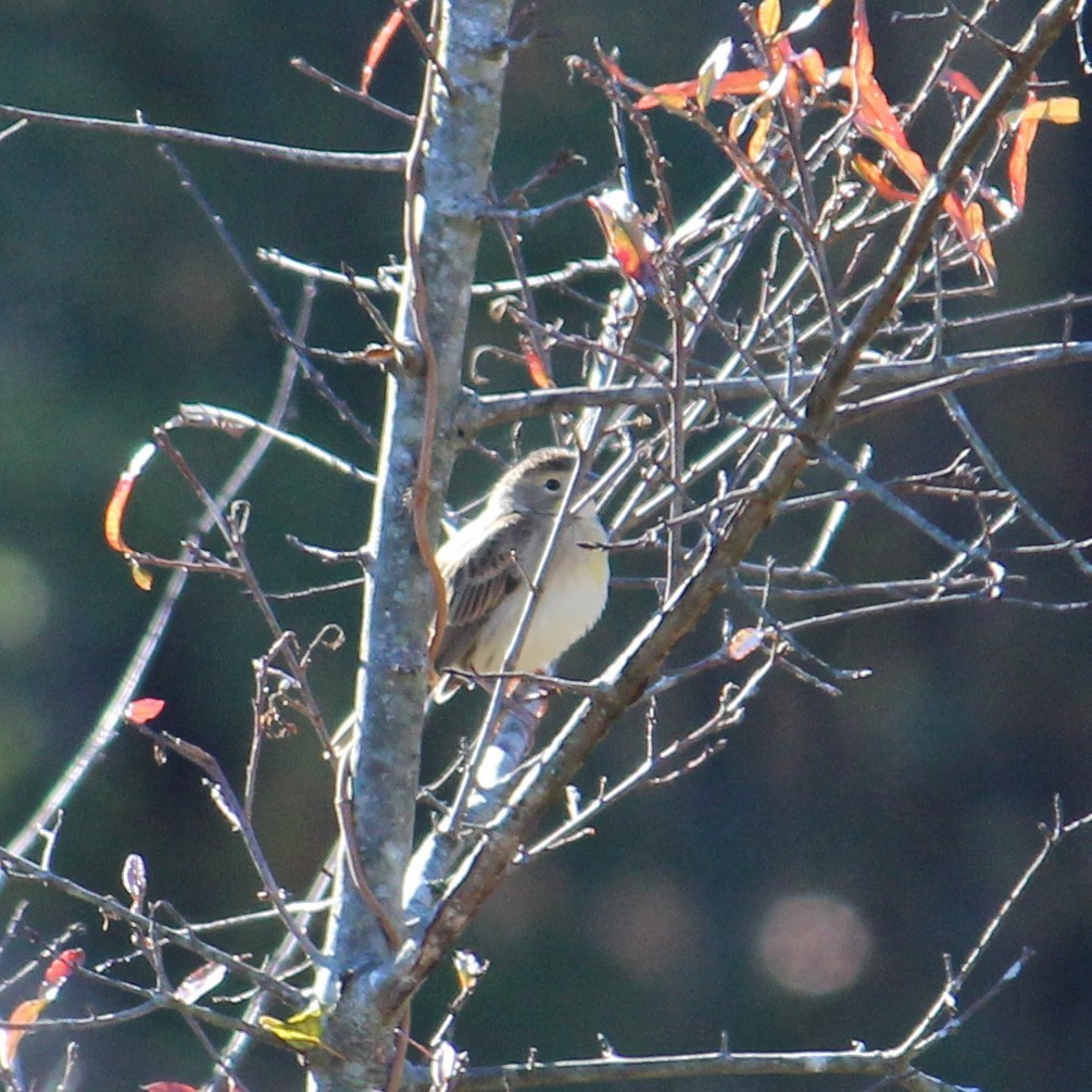 Dickcissel - ML39849461