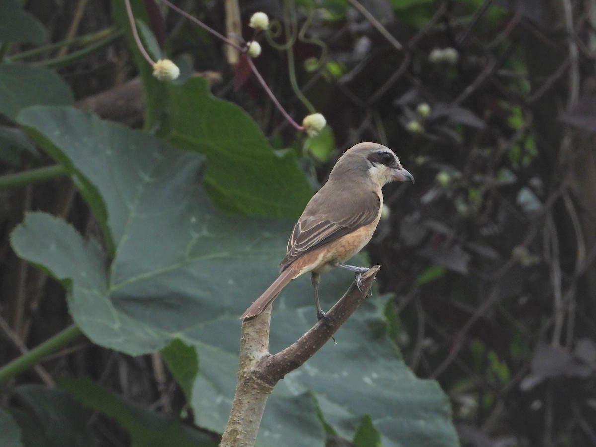 Brown Shrike - ML398494631