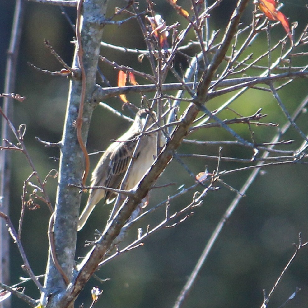 Dickcissel - ML39849471