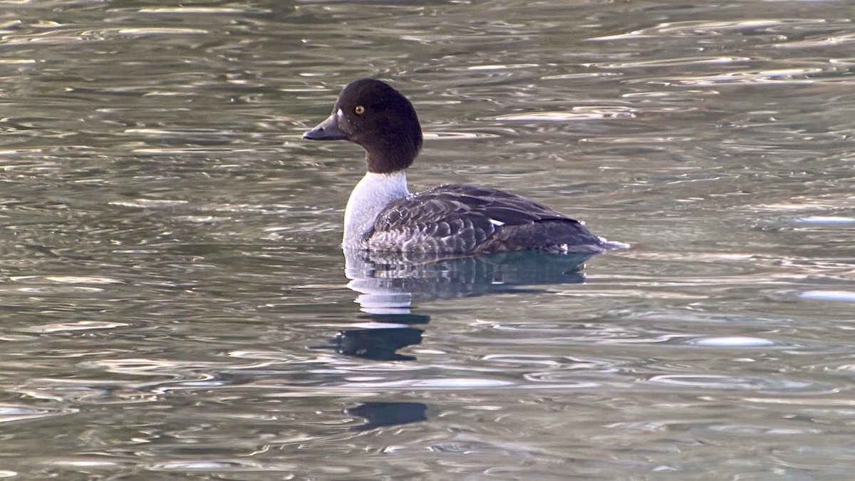 Barrow's Goldeneye - Detlef Buettner