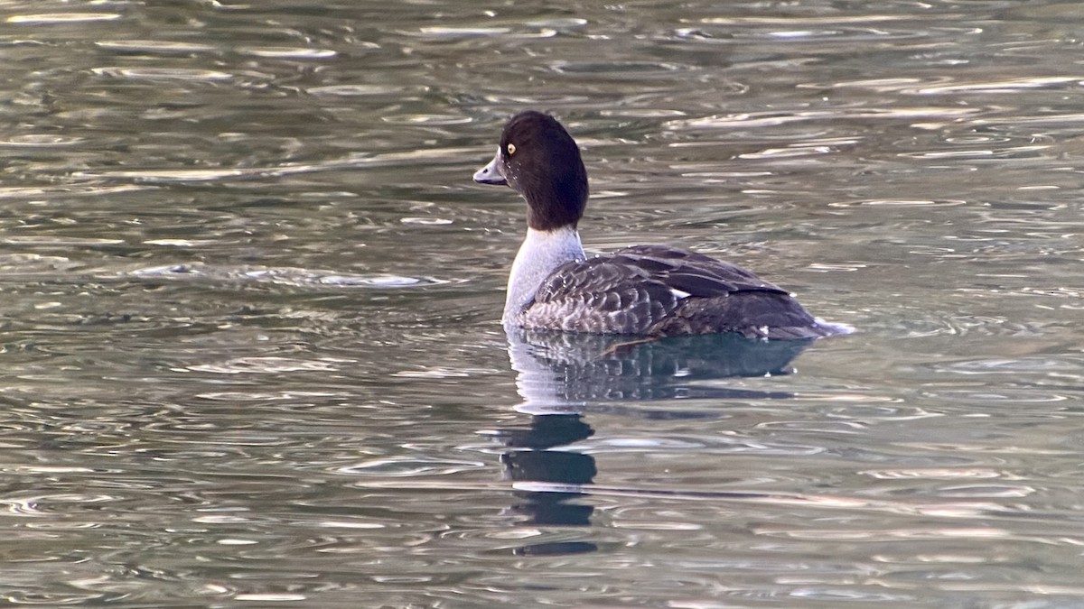 Barrow's Goldeneye - ML398494841