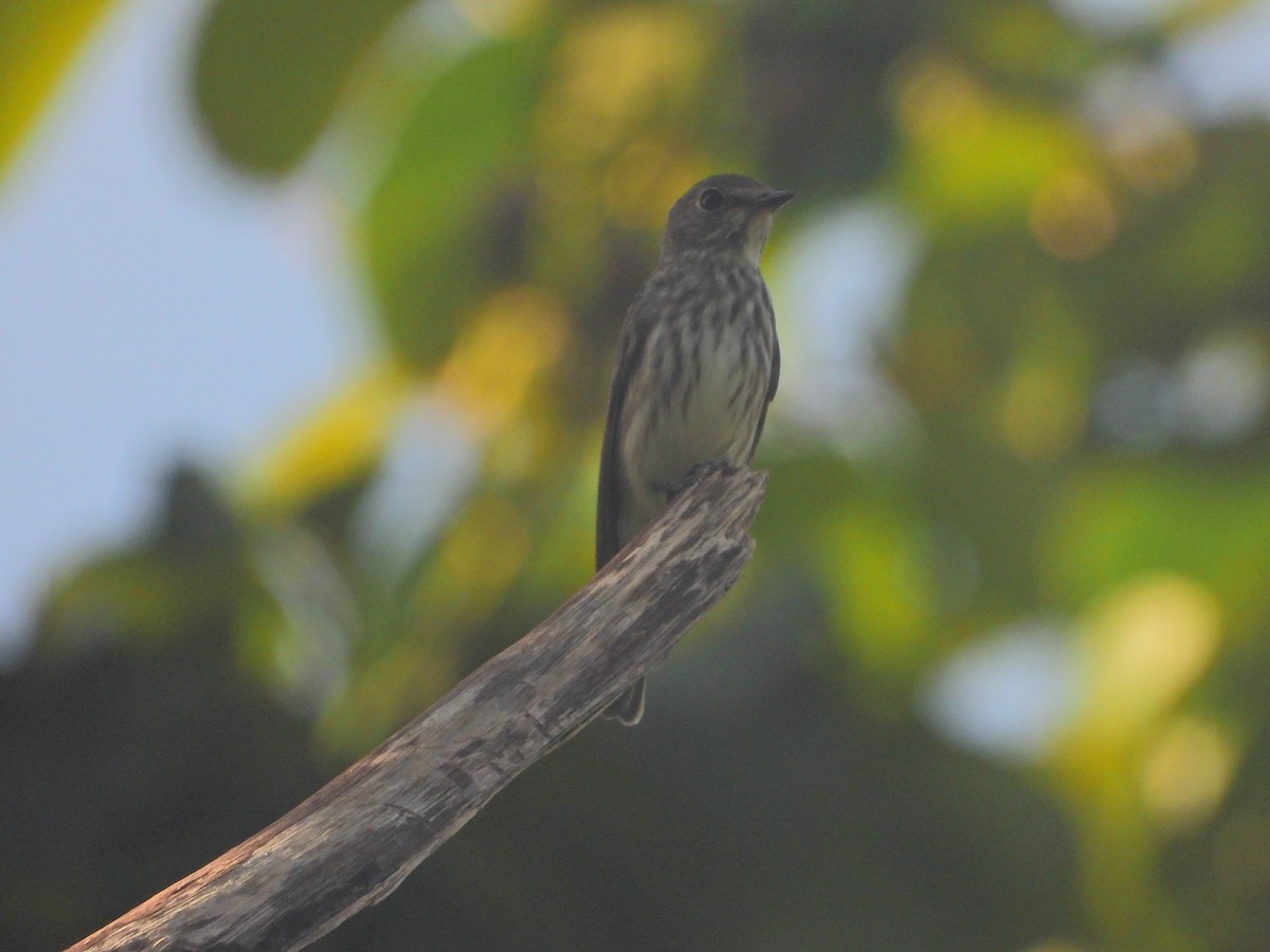 Gray-streaked Flycatcher - ML398494911