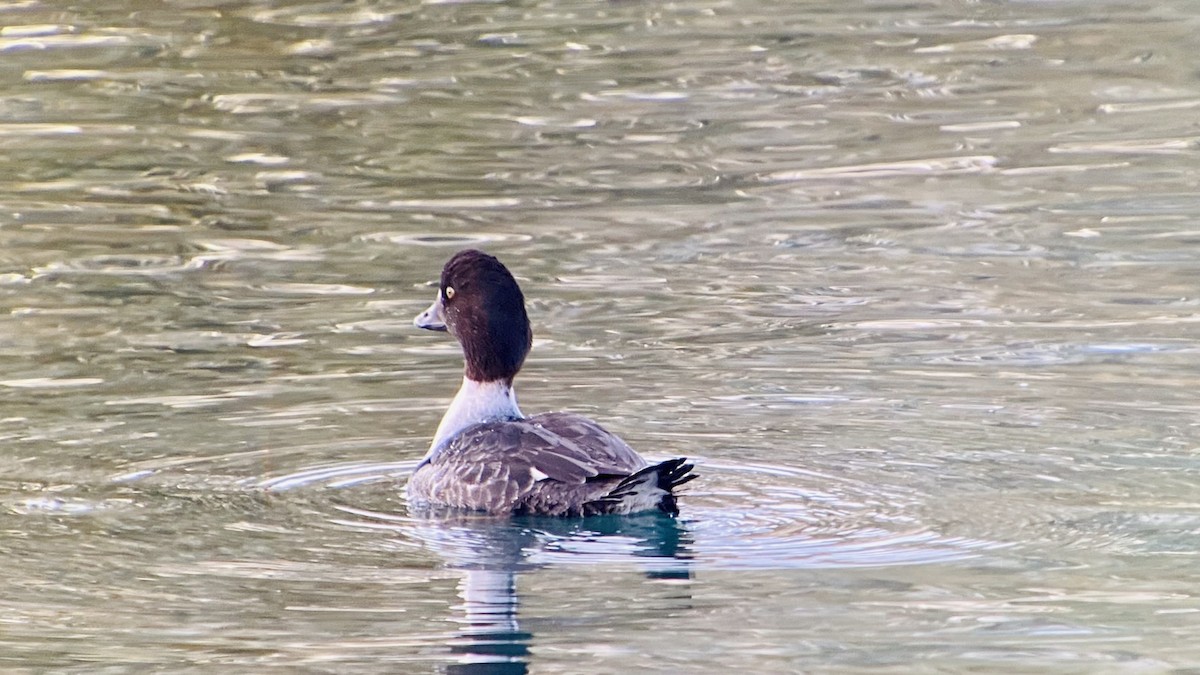 Barrow's Goldeneye - ML398494931