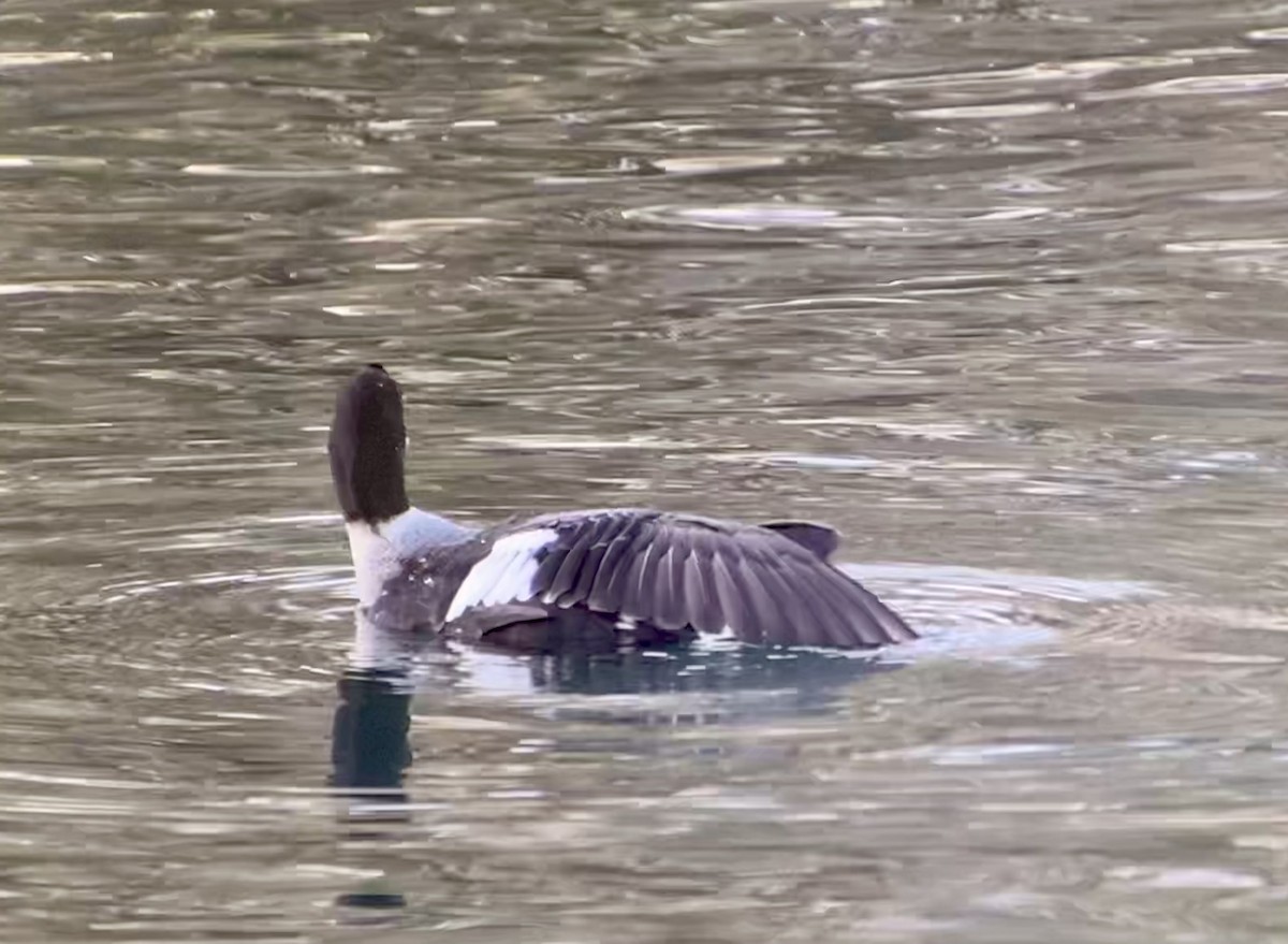 Barrow's Goldeneye - ML398494961