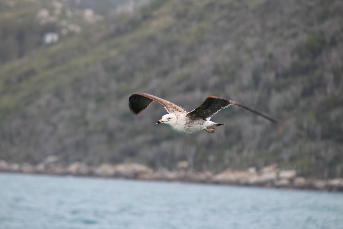 Gaviota Cocinera - ML398498041