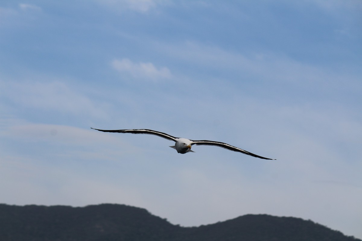 Gaviota Cocinera - ML398498141