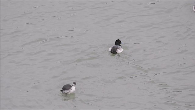 Horned Grebe - ML398498271