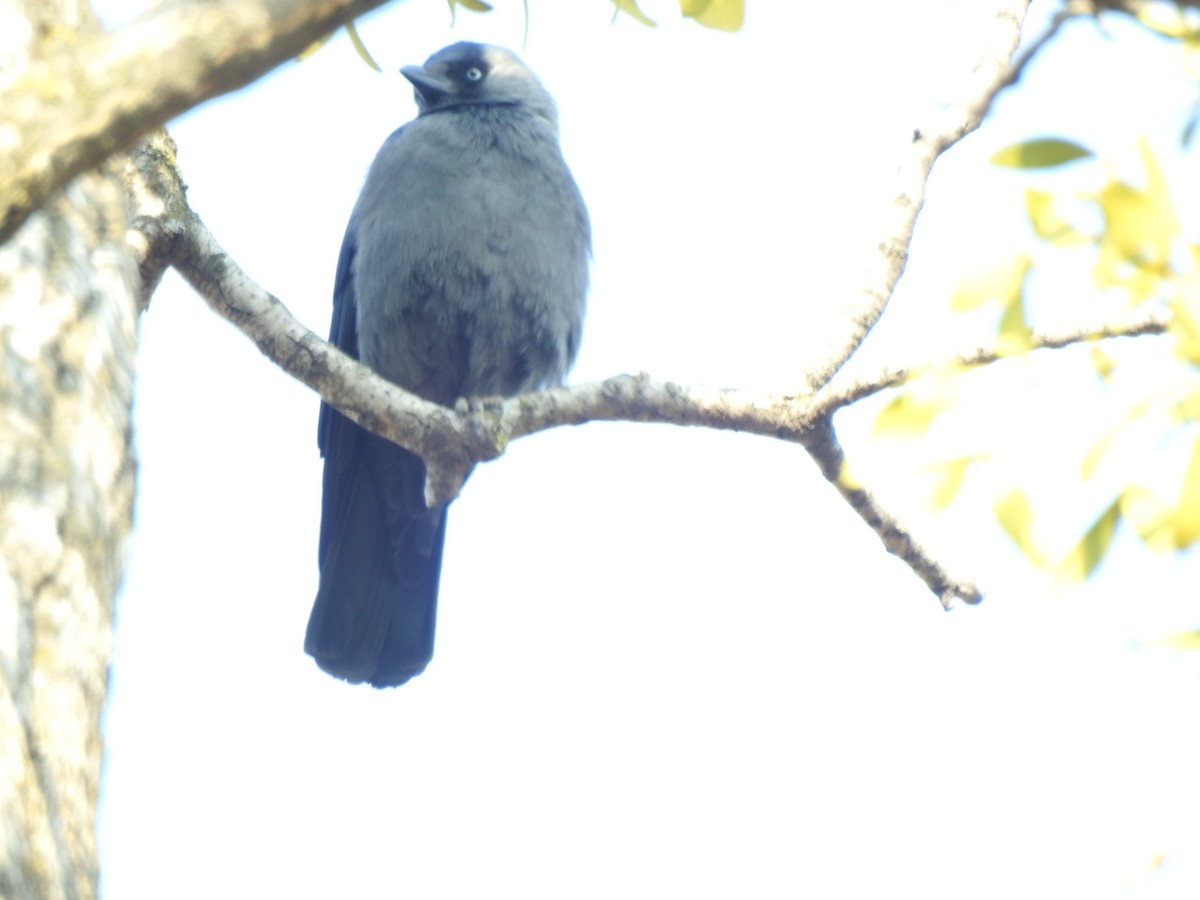 Eurasian Jackdaw - ML398498961