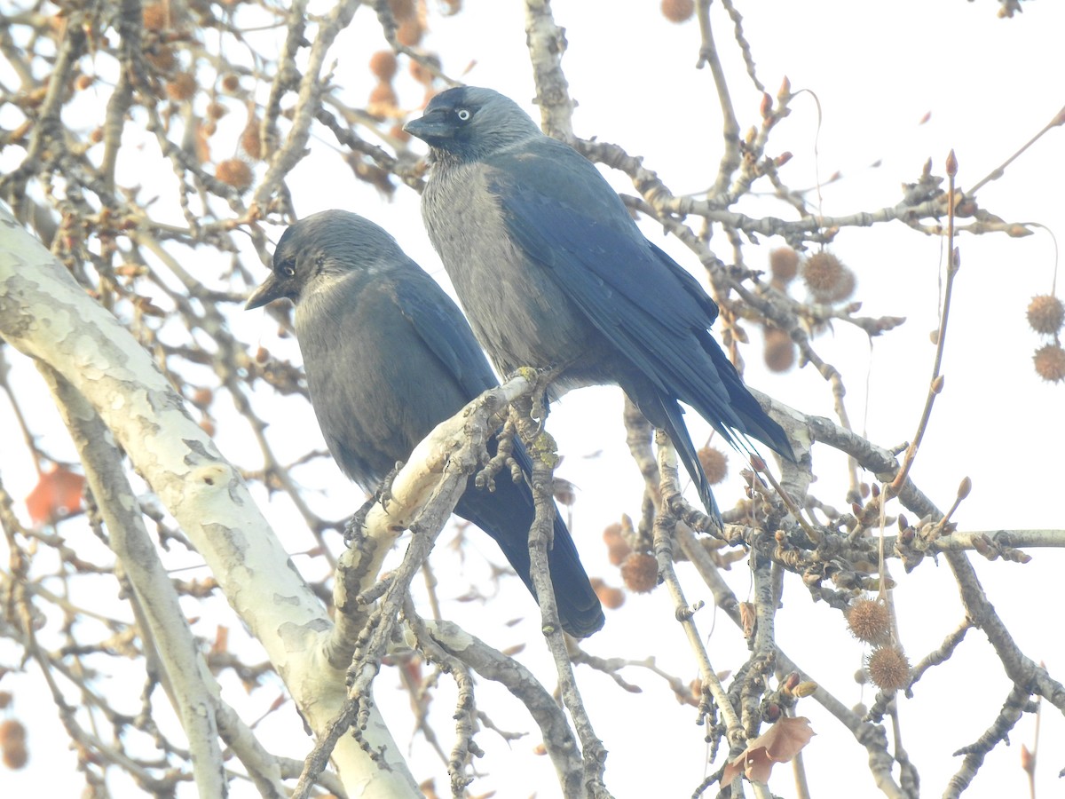 Eurasian Jackdaw - ML398499051