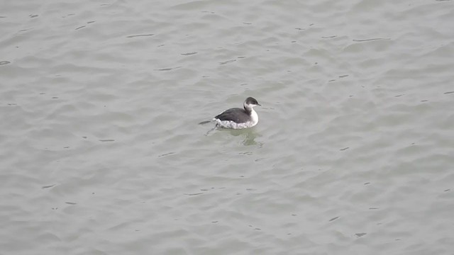 Horned Grebe - ML398499651