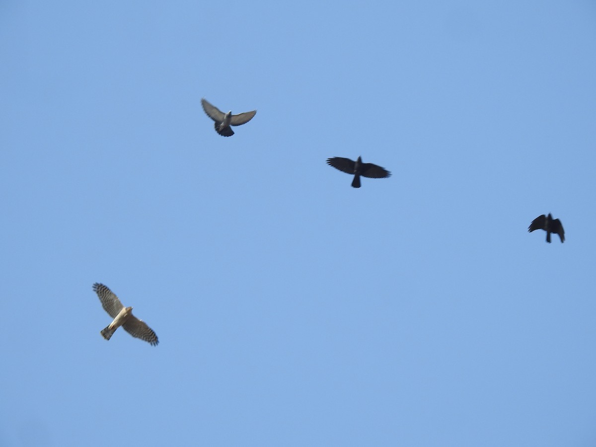 Eurasian Sparrowhawk - Francis D'Souza