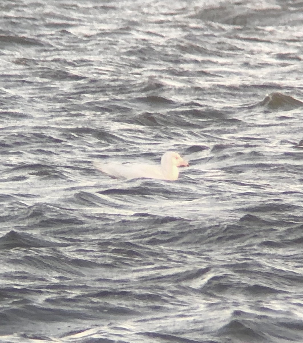 Glaucous Gull - ML398499771