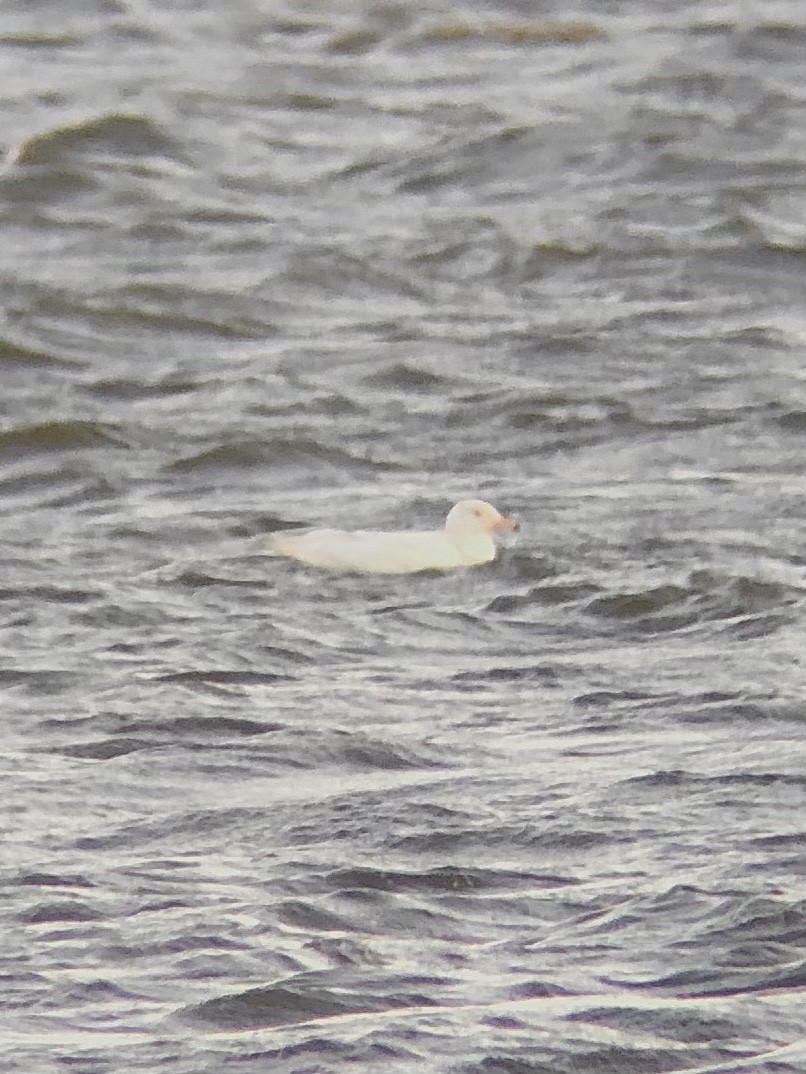 Glaucous Gull - ML398499781