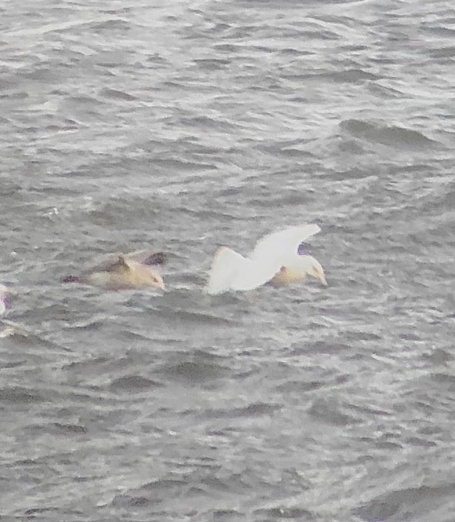 Glaucous Gull - ML398499791