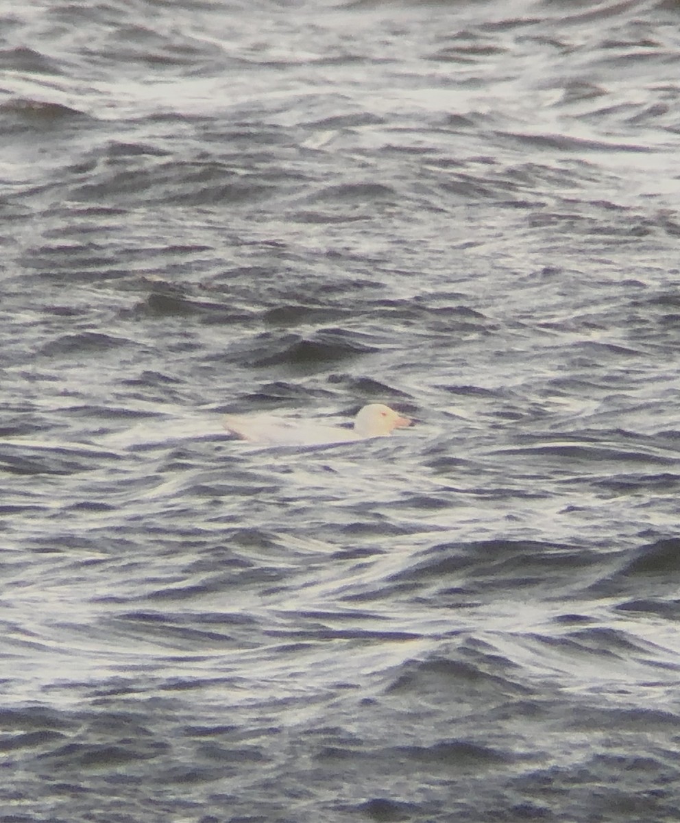 Glaucous Gull - ML398499801