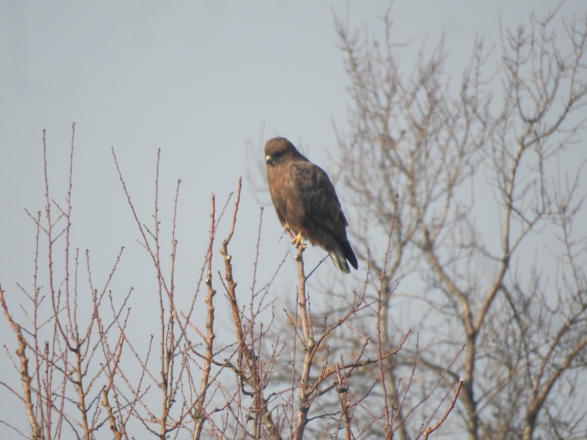 Himalayan Buzzard - ML398499831