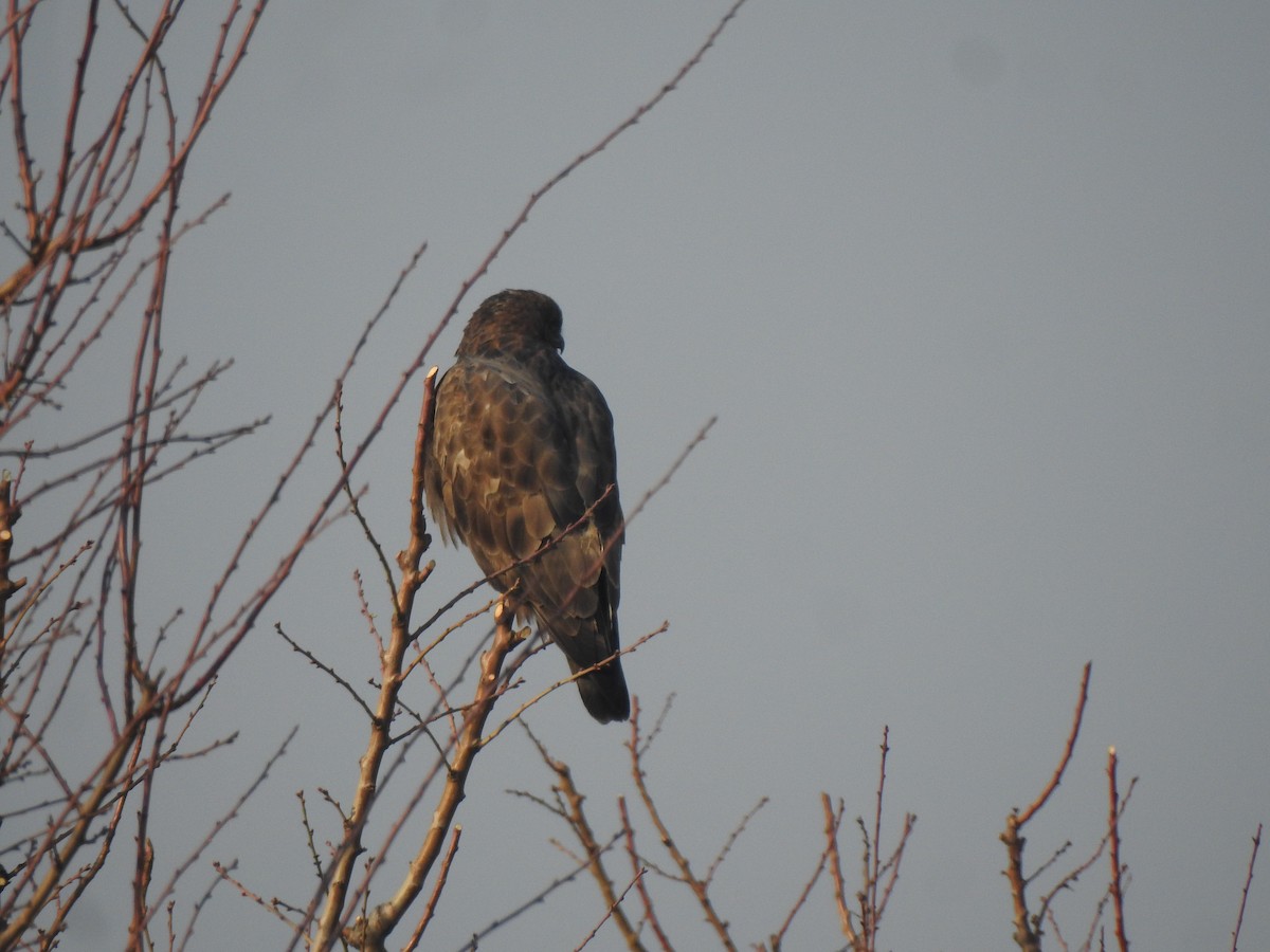 Himalayan Buzzard - Francis D'Souza