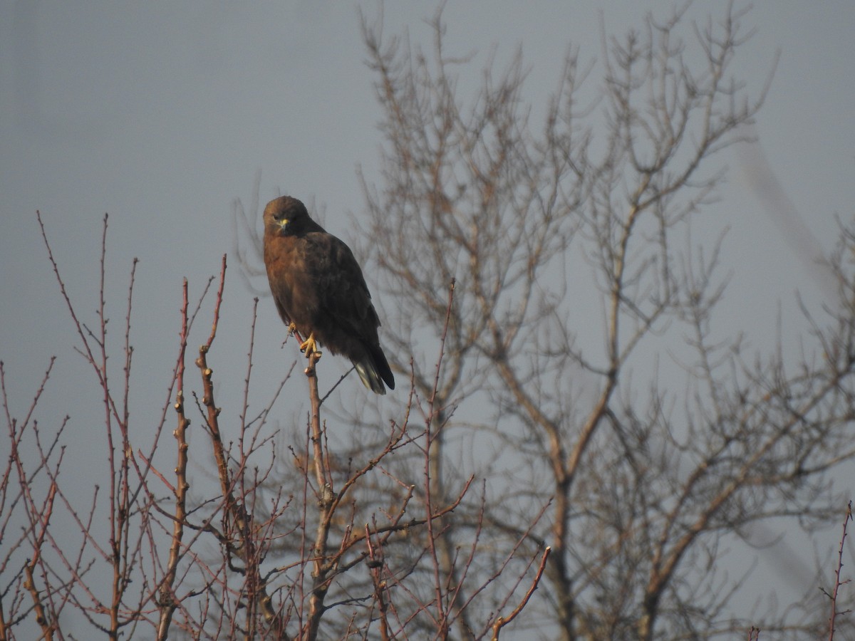 Himalayan Buzzard - ML398499851