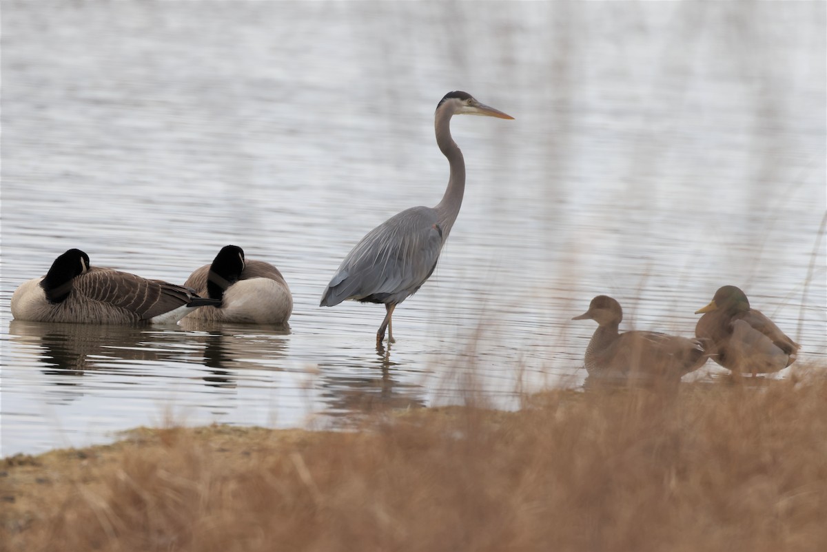 Great Blue Heron - ML398499861