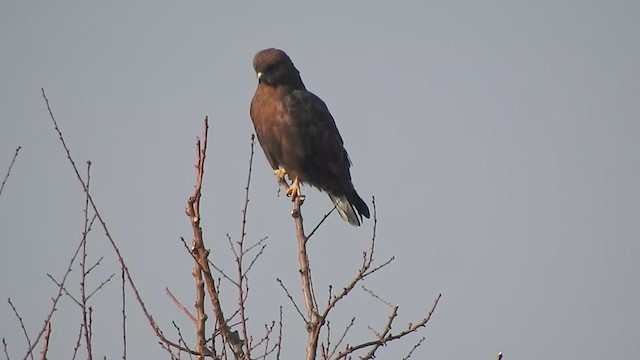 Himalayan Buzzard - ML398499881