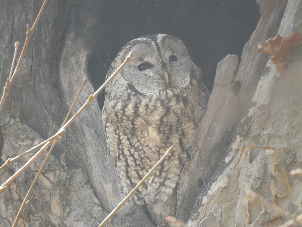 Tawny Owl - Francis D'Souza