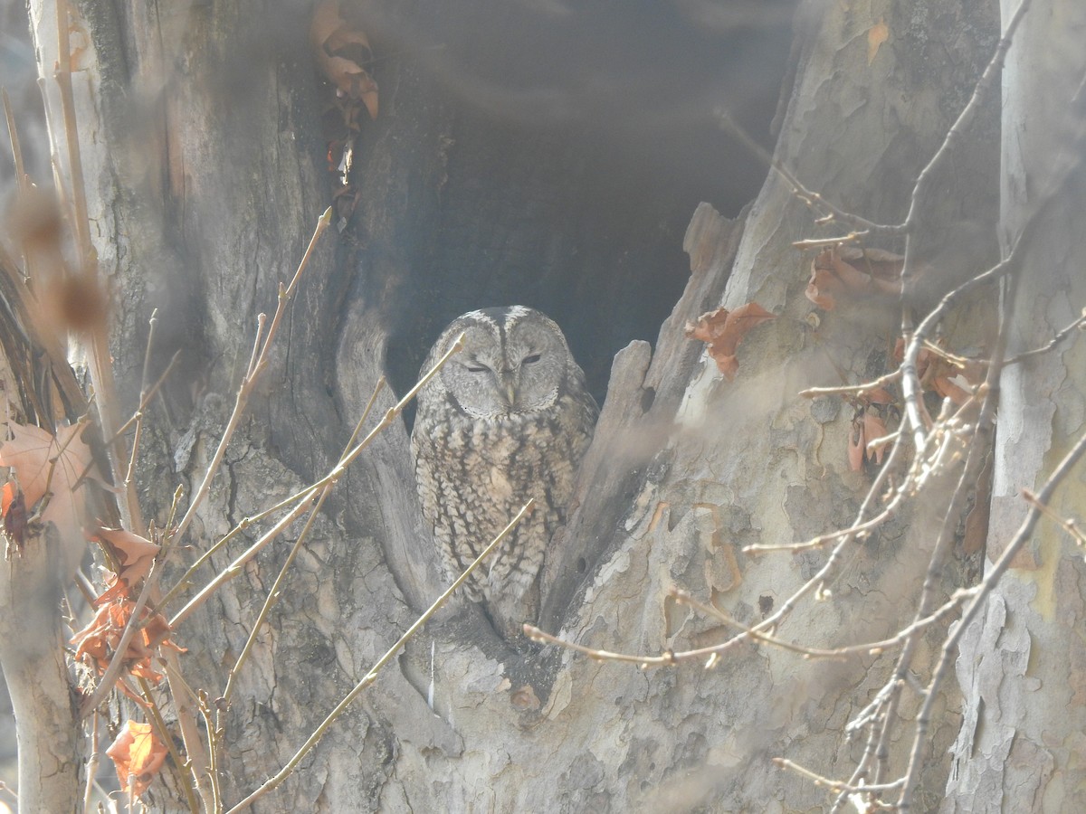 Tawny Owl - Francis D'Souza