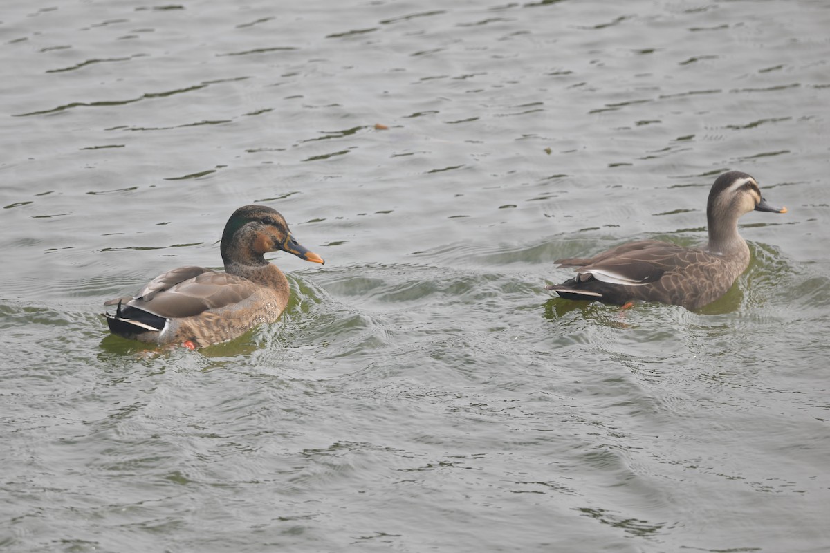 Mallard x Eastern Spot-billed Duck (hybrid) - ML398499991