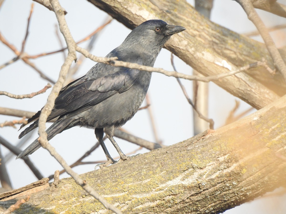 Eurasian Jackdaw - Francis D'Souza