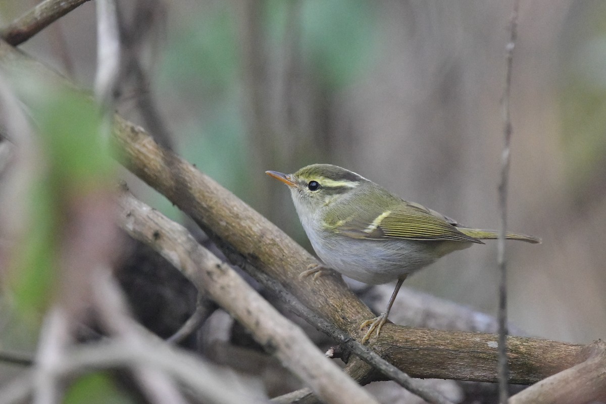 Hartert's Leaf Warbler - ML398500651