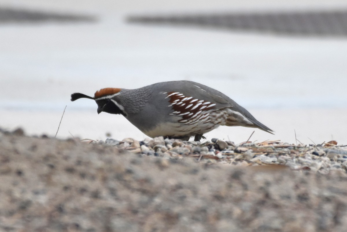 Gambel's Quail - ML398501911