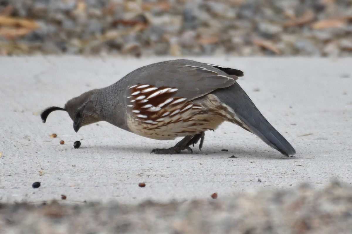 Gambel's Quail - ML398501921