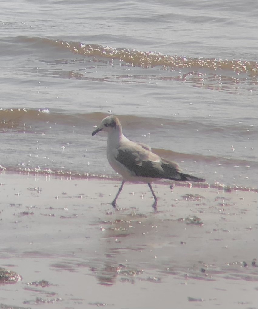 Laughing Gull - ML398502221