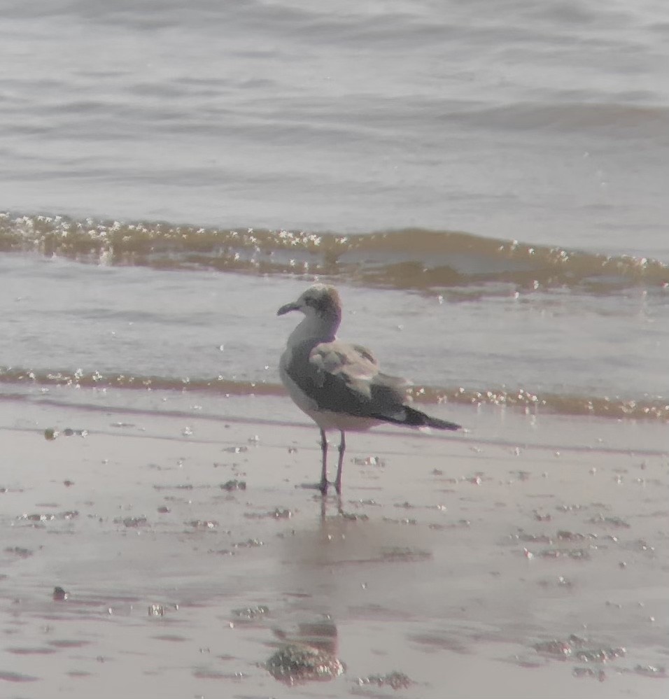 Laughing Gull - ML398502241