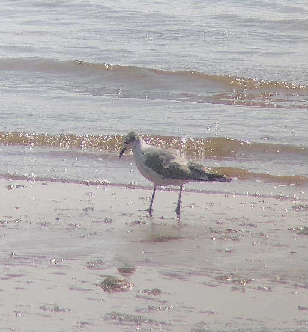 Laughing Gull - ML398502251