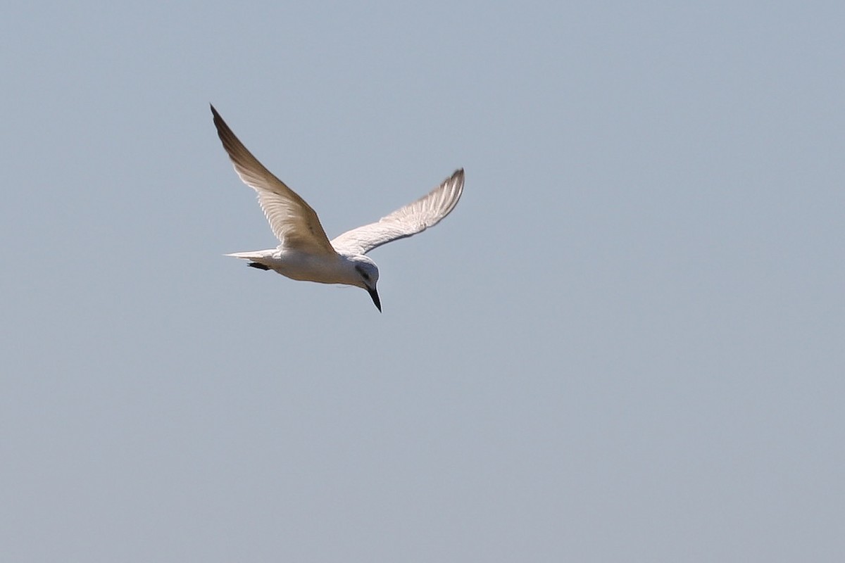Gull-billed Tern - ML398502611