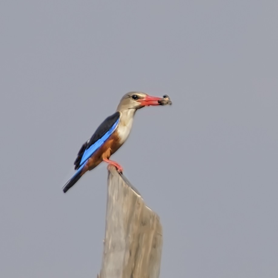 Martin-chasseur du Sénégal - ML398503621