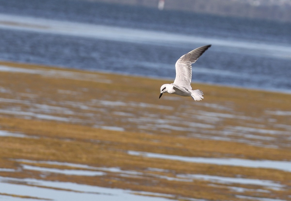 Gull-billed Tern - ML398503801