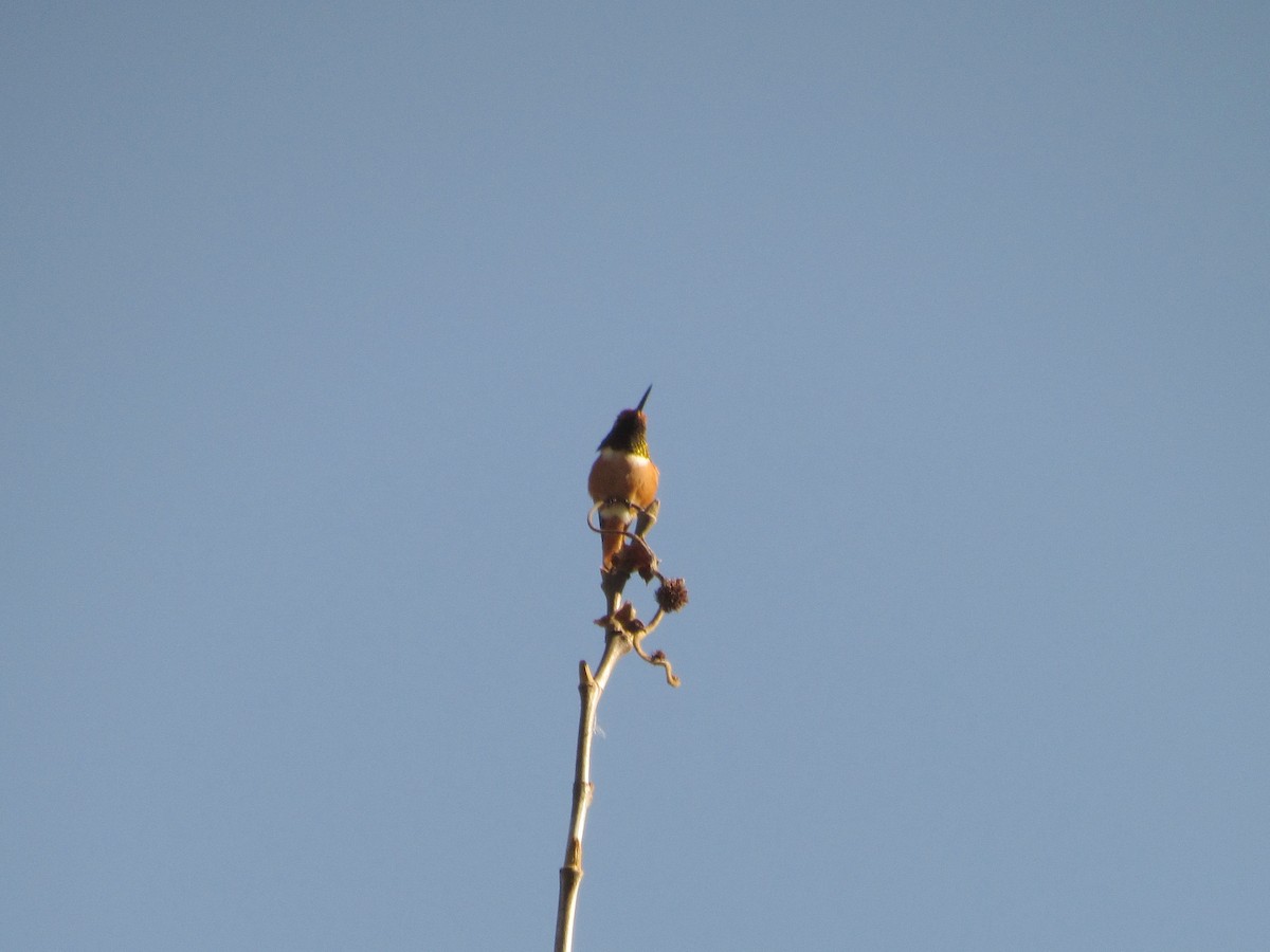 Allen's Hummingbird - Jeffrey Timmer