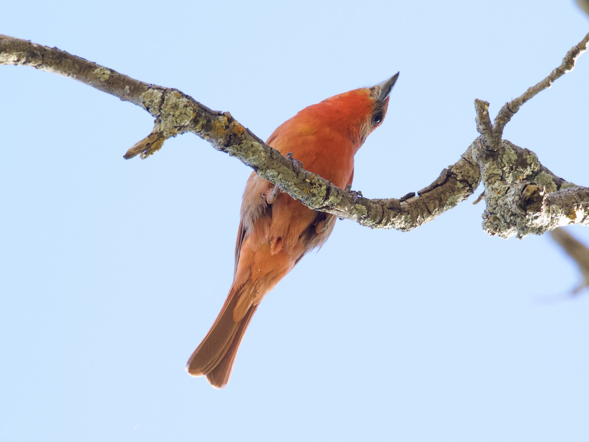 Summer Tanager - ML398506601