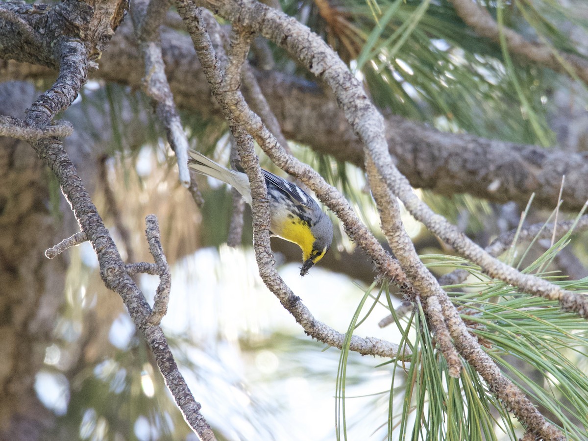 Grace's Warbler - Sochetra Ly