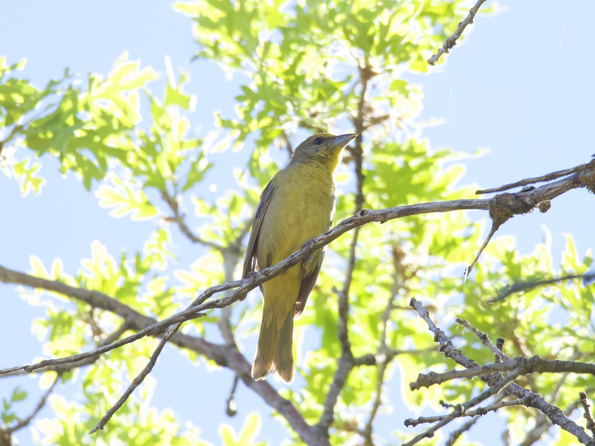 Summer Tanager - ML398506701