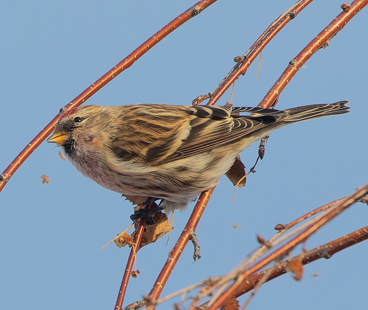 Common Redpoll - ML398507031