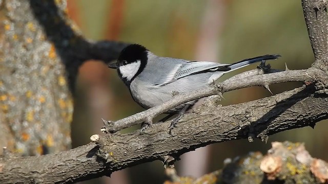 Cinereous Tit - ML398508281