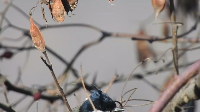 Rufous-naped Tit - ML398508761