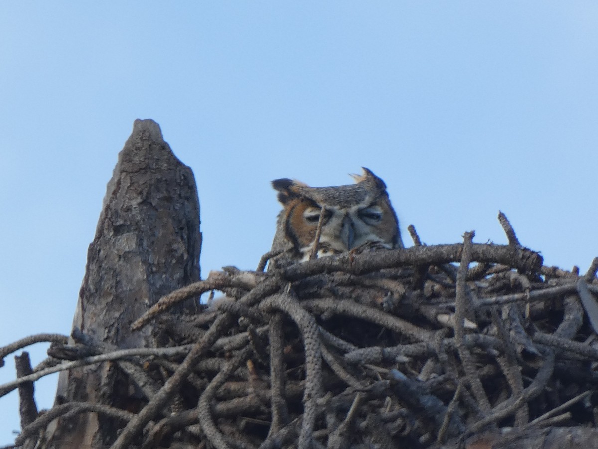 Great Horned Owl - ML398509411
